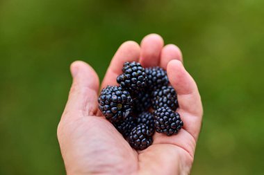 Bir adamın elinde böğürtlen