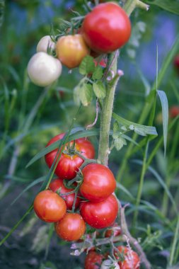 Bahçede domatesler, bahçede bir yerlerde organik ürünler..
