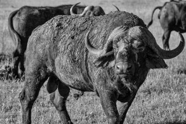 Çamurla kaplı Bufalo Burnu 'nun yakın çekimi, siyah & beyaz