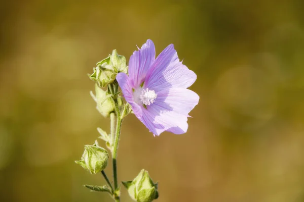 Zbliżenie Różowy Kwiat Pole Płytka Głębia Ostrości — Zdjęcie stockowe
