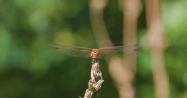 Kırmızı yusufçuk ile 4K görüntüler yavaş çekimde. 