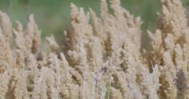 Sazlıklar rüzgarda sallanıyor ve güneş ışınları. Vahşi otlar doğada sallanıyor..