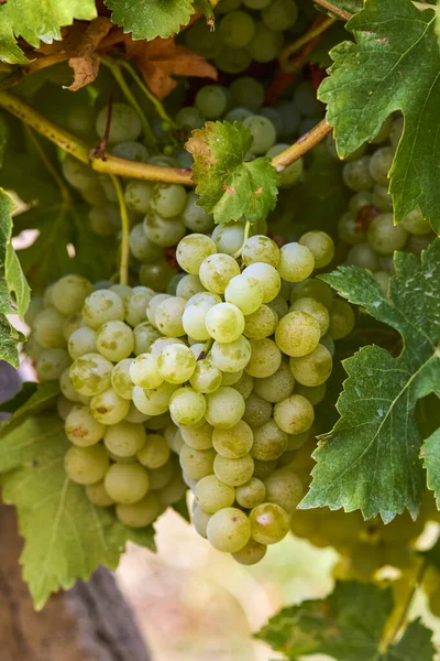 Primer Plano Uvas Colgando Rama Jardín Uvas —  Fotos de Stock