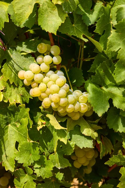 Gros Plan Raisin Suspendu Branche Dans Jardin Raisin — Photo