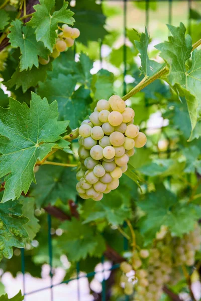 Gros Plan Raisin Suspendu Branche Dans Jardin Raisin — Photo