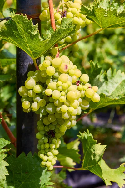 Gros Plan Raisin Suspendu Branche Dans Jardin Raisin — Photo