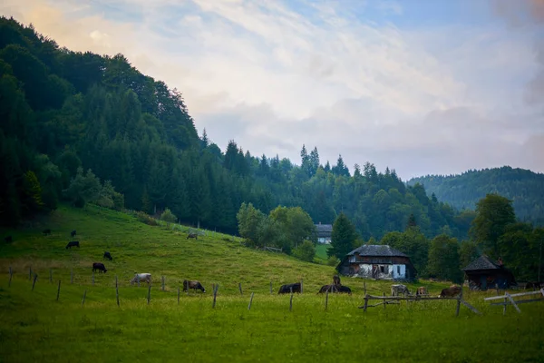 Krásná Krajina Horské Oblasti Karpatech Rumunsko — Stock fotografie