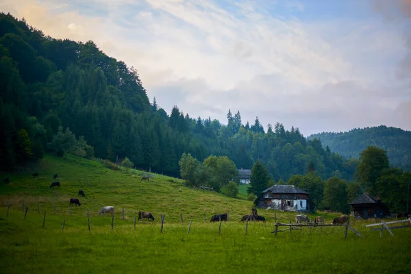 Bellissimo Paesaggio Nella Zona Montagna Nelle Montagne Dei Carpazi Romania — Foto Stock