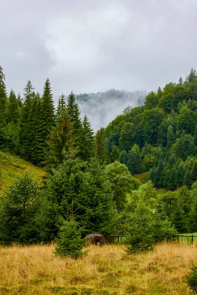カルパチア山脈の山間部の美しい風景ルーマニア — ストック写真
