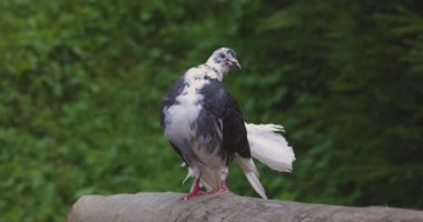 Güzel güvercin bir yaz gününde doğada oturuyor, 4k. 