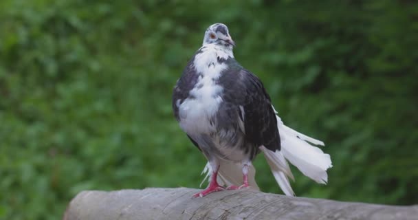 Beautiful Pigeon Sitting Nature Summer Day — Stock Video