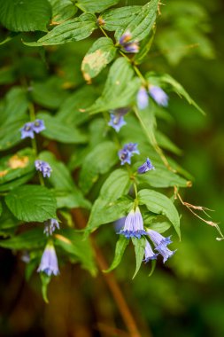 Bir dağ bahçesinde çiçekli güzel bir resim.