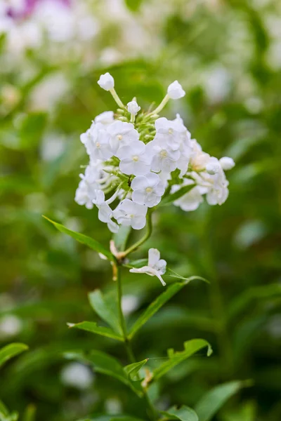 Bella Immagine Con Fiori Giardino Montagna — Foto Stock