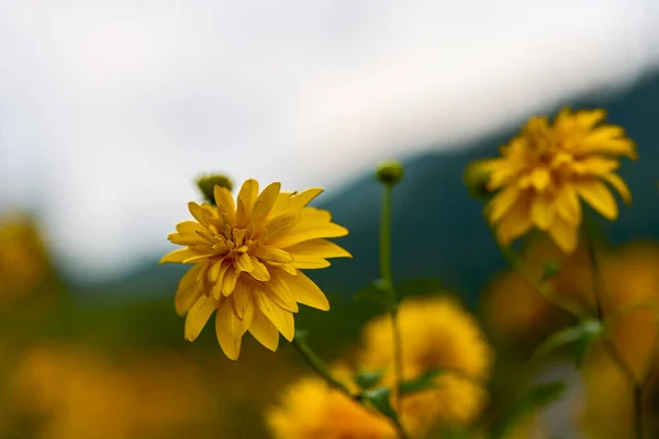 山の庭に花が咲く美しい写真 — ストック写真