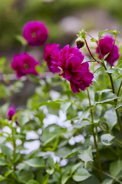 Beautiful Picture Flowers Mountain Garden — Stock Photo, Image