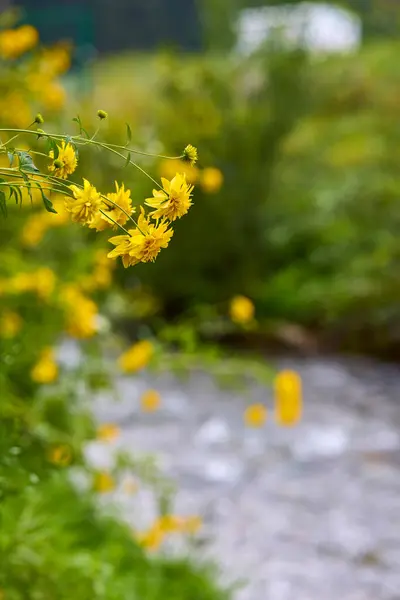 Beautiful Picture Flowers Mountain Garden — Stock Photo, Image