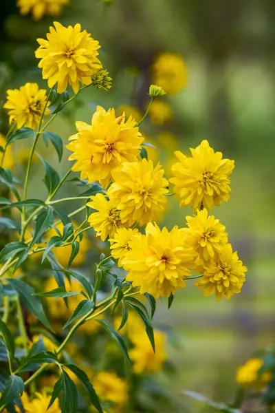 Gyönyörű Kép Virágokkal Hegyi Kertben — Stock Fotó
