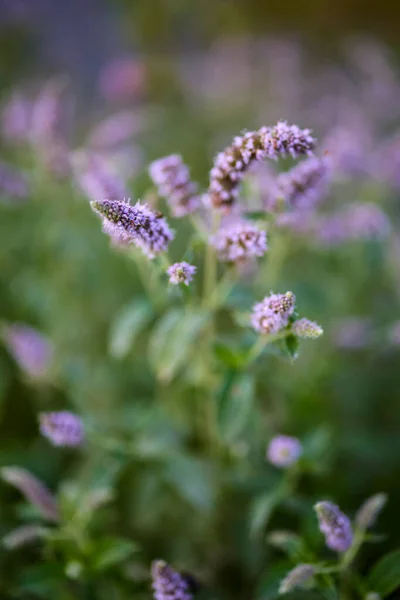 Belle Image Avec Des Fleurs Dans Jardin Montagne — Photo