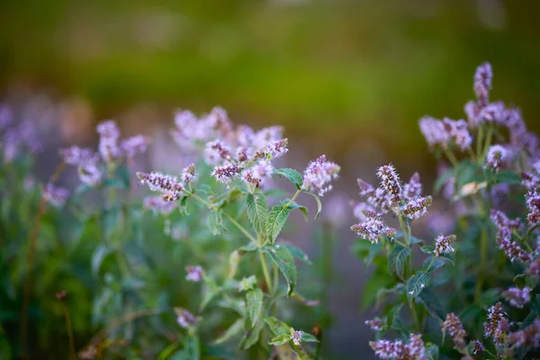 Belle Image Avec Des Fleurs Dans Jardin Montagne — Photo