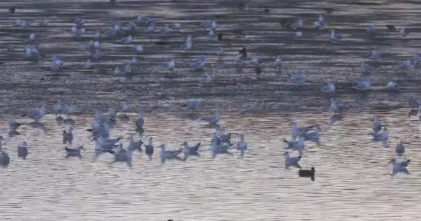 Las Aves Marinas Gaviota Flotan Río Gaviota Europea Arenque Gaviota — Vídeos de Stock