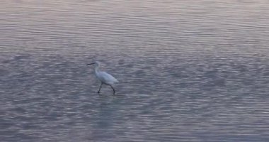 Büyük beyaz balıkçıl (Ardea alba) gölde balık yakalar