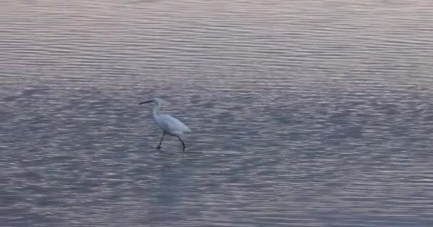 Great White Egret Ardea Alba Catching Fish Pond — Stock Video