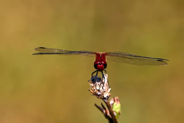 Dragonfly Makro Trollslända Trollslända Insekt Djur Natur Makro Insekt — Stockfoto