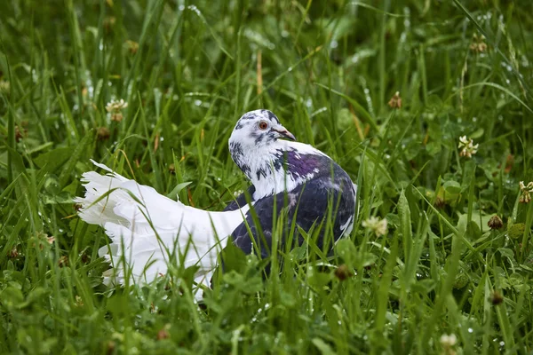 Retrato Com Pombo Perto — Fotografia de Stock