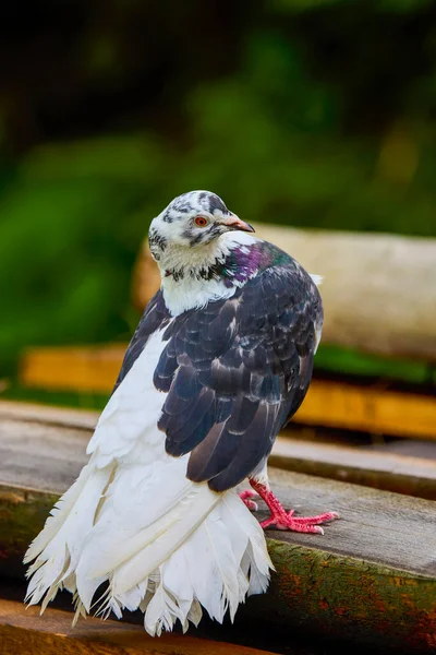 Portrait Avec Pigeon Gros Plan — Photo