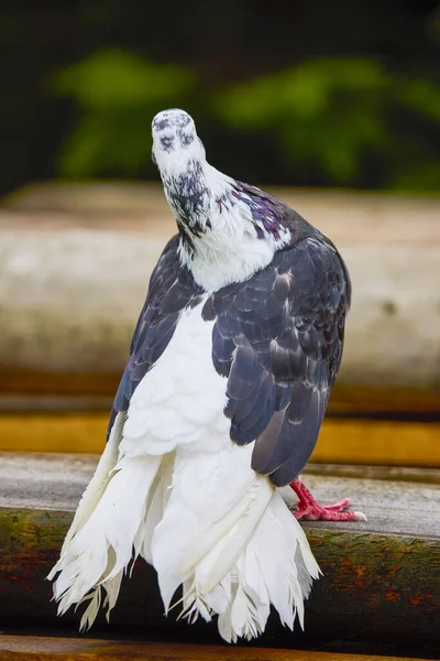 Retrato Com Pombo Perto — Fotografia de Stock