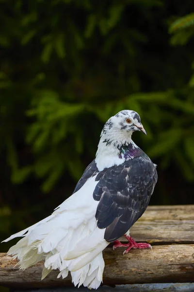 비둘기를 가까이 — 스톡 사진