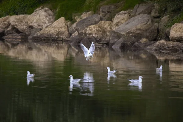 Landschaft Mit Einer Möwe Die Auf Einem Fluss Landet — Stockfoto