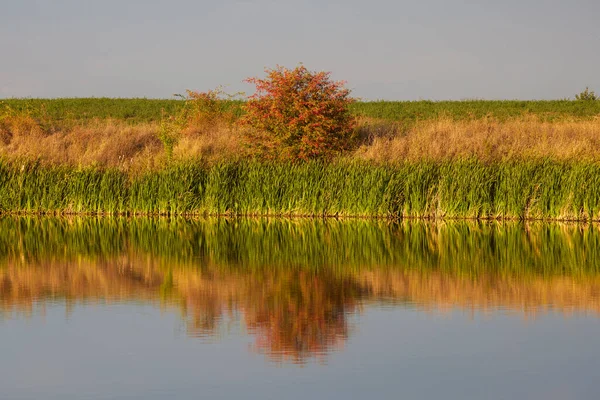 Schilflandschaft Rande Eines Sees Einem Herbsttag — Stockfoto