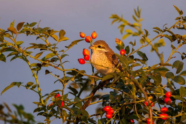 Pássaro Pequeno Bonito Buquê Rosehips Luz Por Sol — Fotografia de Stock