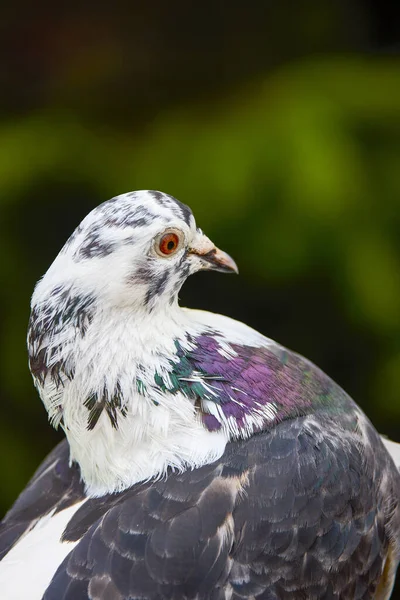 Portrait Pigeon Close Stock Photo