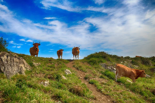 Paisaje rural de montaña con rebaño de vacas — Foto de Stock