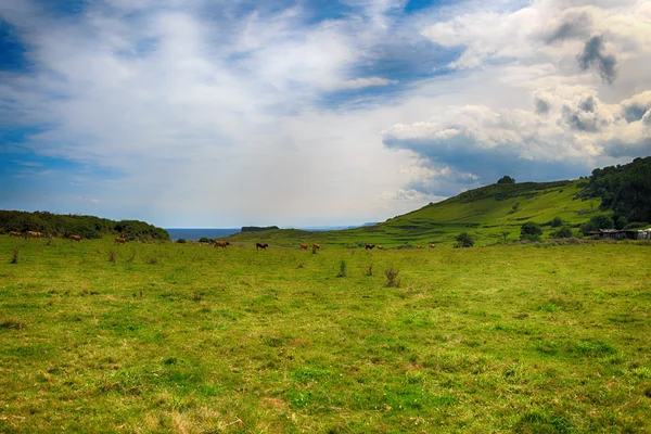 Rural mountain landscape with cows herd — Stock Photo, Image