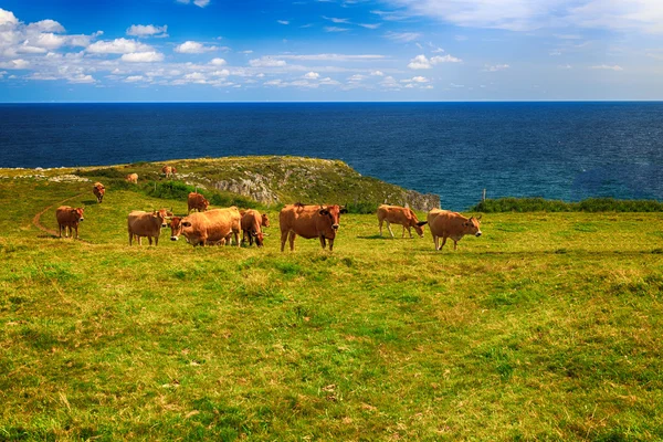 Paisaje rural de montaña con rebaño de vacas — Foto de Stock