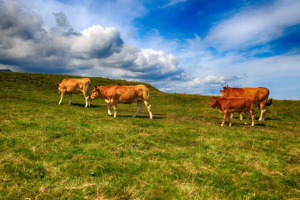 Vidéki hegyi táj tehén állomány — Stock Fotó