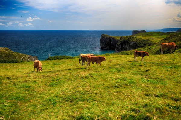 牛の群れと農村部の山の風景 — ストック写真