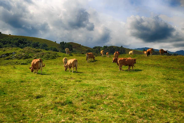 Vidéki hegyi táj tehén állomány — Stock Fotó
