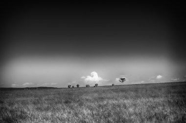 Siyah beyaz manzara hori filler bir aile ile