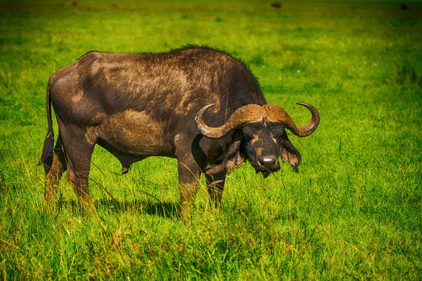 Male cape buffalos standing in short grass — Stock Photo, Image