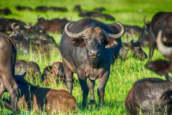 Male cape buffalos standing in short grass — Stock Photo, Image