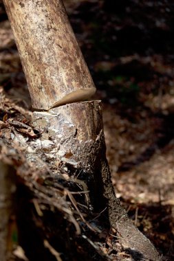 arbore uscat taiat padure