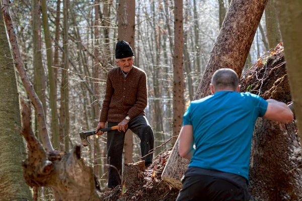 Woodcutters working in the forest — Stock Photo, Image