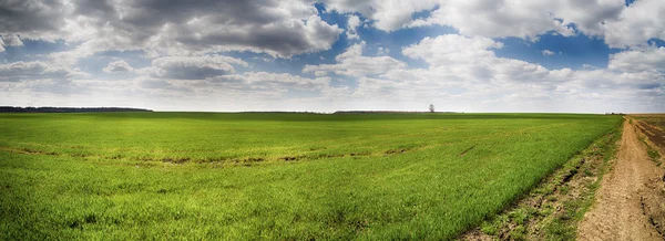 Panorama w drodze na skraju pola pszenicy — Zdjęcie stockowe