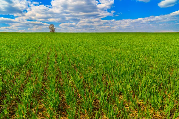 Ізольоване дерево в полі пшениці — стокове фото