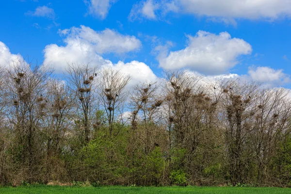 Viele Nester einer Saatkrähen- oder Saatkrähenkolonie im Hain — Stockfoto