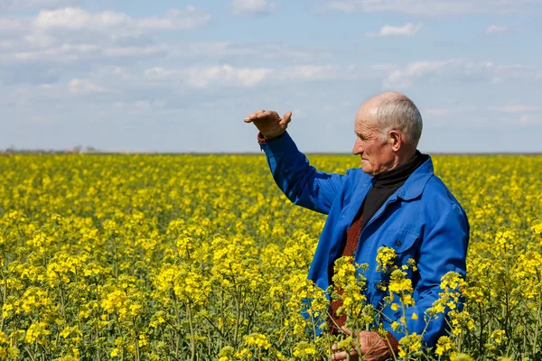 Viejo agricultor en un campo de investigación de plantas — Foto de Stock